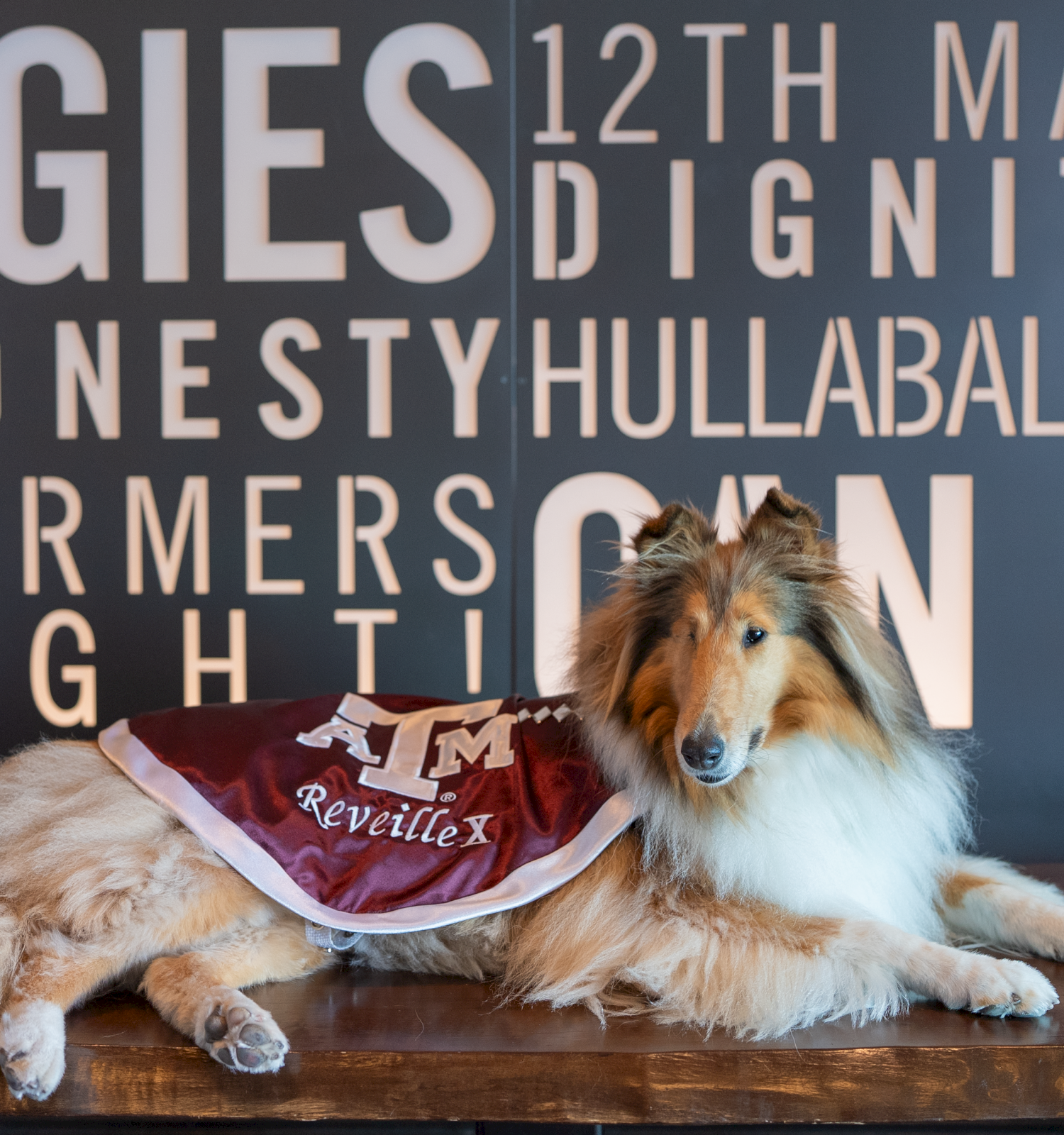 A dog wearing a maroon vest lies on a wooden surface in front of a wall of bold white letters; the words include "AGGIES," "HUSBAND?," and "FARMERS" printed behind it.