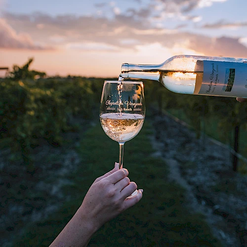 Someone pours white wine into a glass held by a person in a vineyard at sunset, wine flowing warmly as the sun dips.