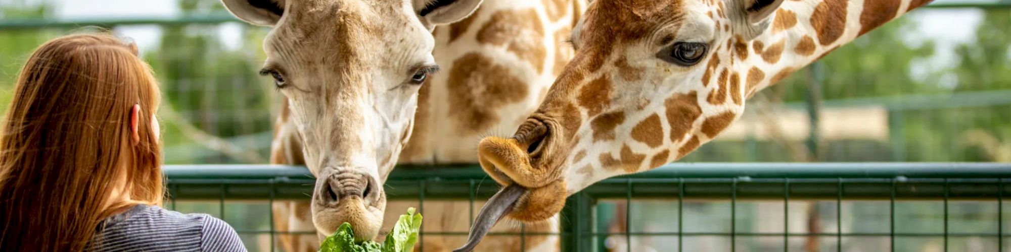 A person is feeding two giraffes some leafy greens through a fence at a zoo or wildlife park.