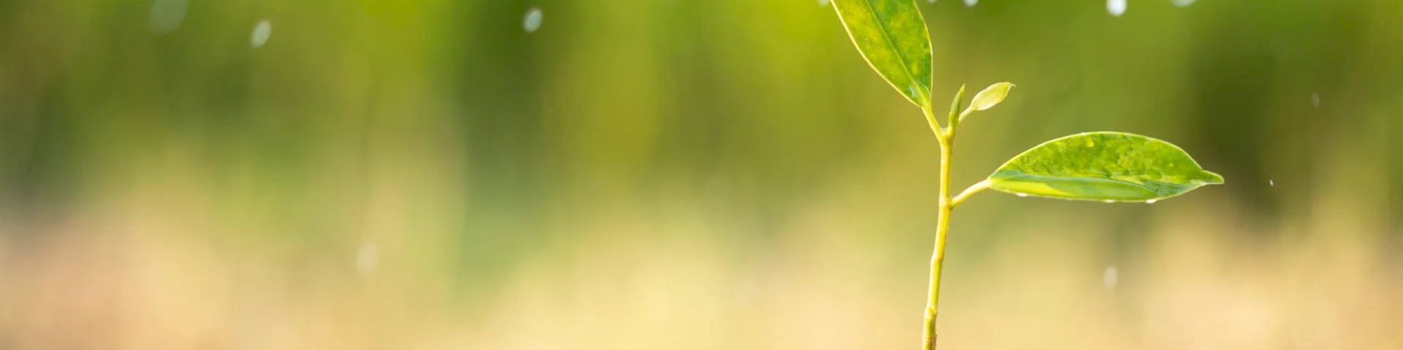 Bloom sprouting from the soil