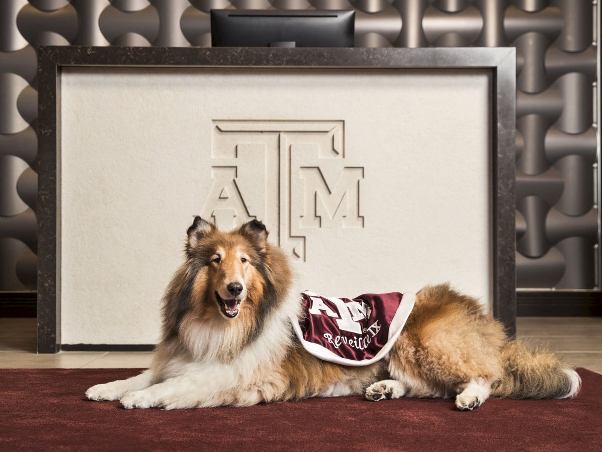 Queen Reveille laying on the maroon carpet infront of the front desk