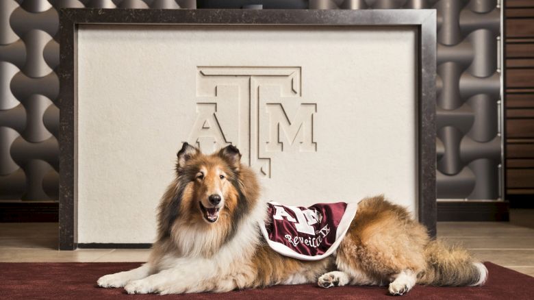 Queen Reveille laying on the maroon carpet infront of the front desk