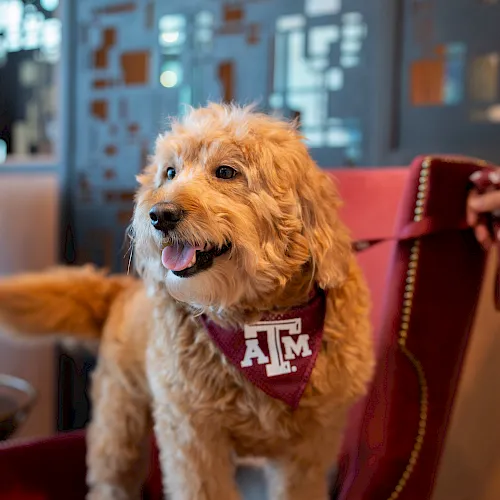 A fluffy goldendoodle wearing an Texas A&M bandana sits happily on a red chair in a modern, blue-lit lounge.