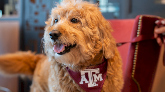 A fluffy goldendoodle wearing an Texas A&M bandana sits happily on a red chair in a modern, blue-lit lounge.