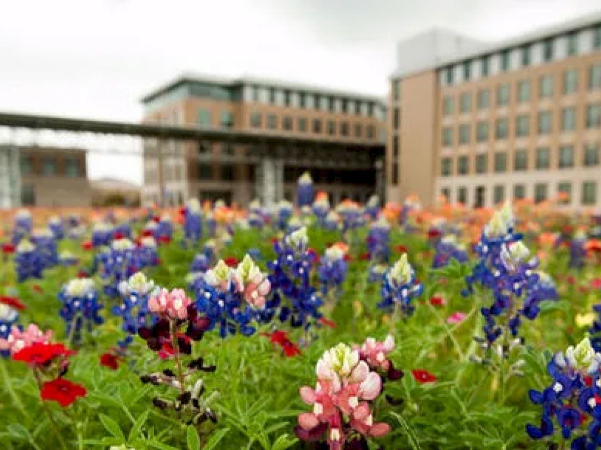 Bluebonnets in The Gardens on campus