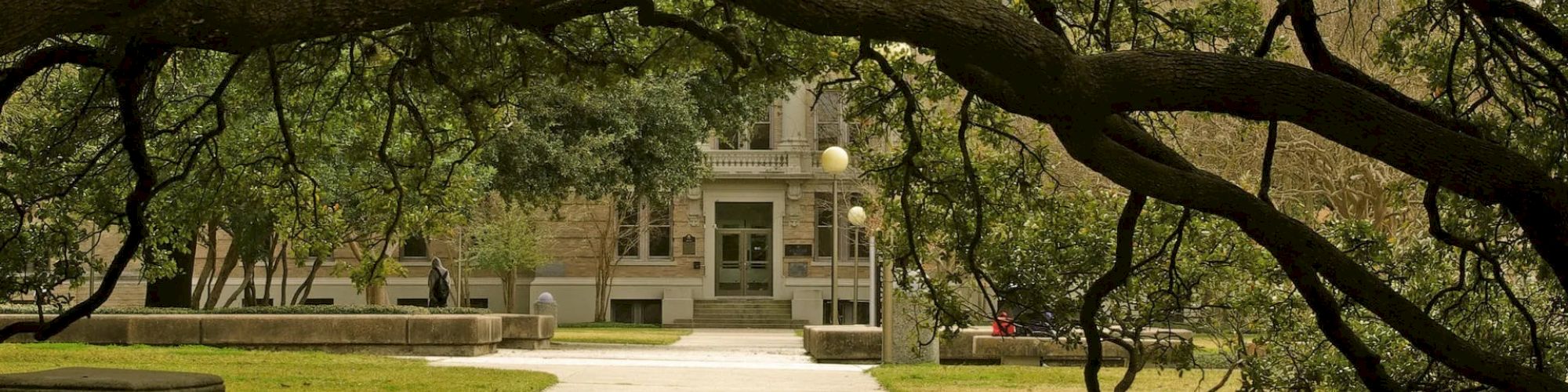 Century Tree branches draping over sidewalk