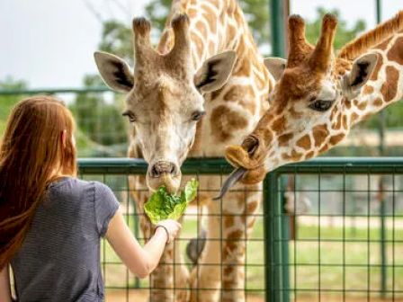 A person is feeding two giraffes with lettuce at a zoo or wildlife park, standing by a metal fence.