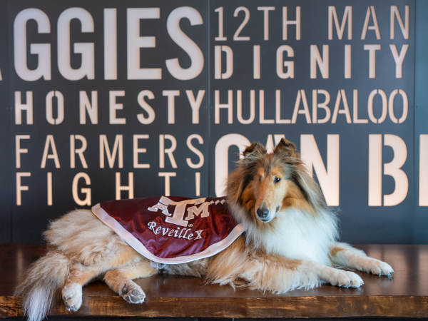 A fluffy dog wearing a red bandana lies in front of a chalkboard-style sign reading &ldquo;AGGIES&rdquo; and &ldquo;HONES T YHULLABALOO.