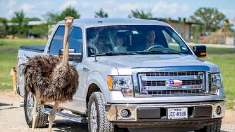 The image shows an ostrich standing next to a silver pickup truck on a road with a green, grassy landscape in the background.
