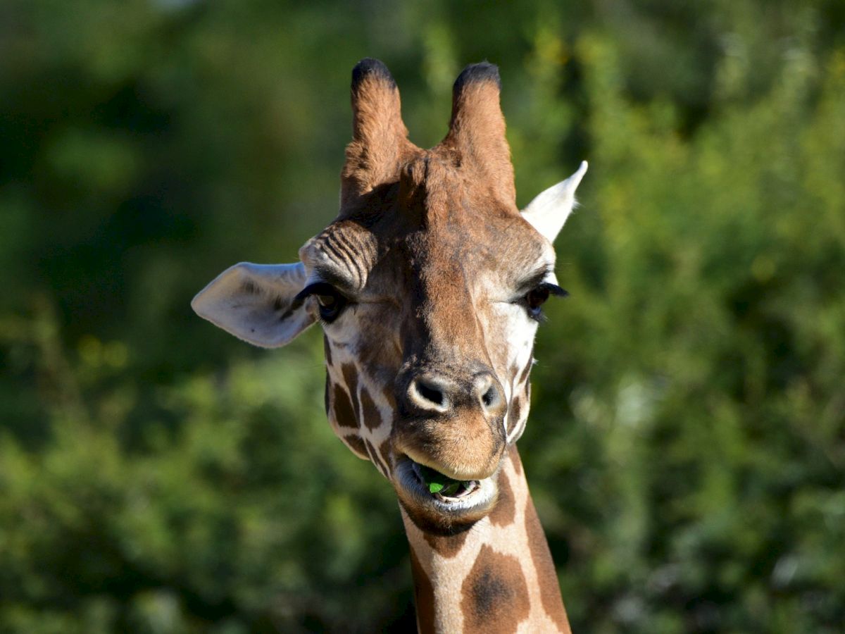 A close-up of a giraffe's face with greenery in the background; the giraffe appears to be chewing something green.