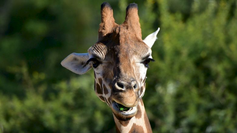 A close-up of a giraffe's face with greenery in the background; the giraffe appears to be chewing something green.