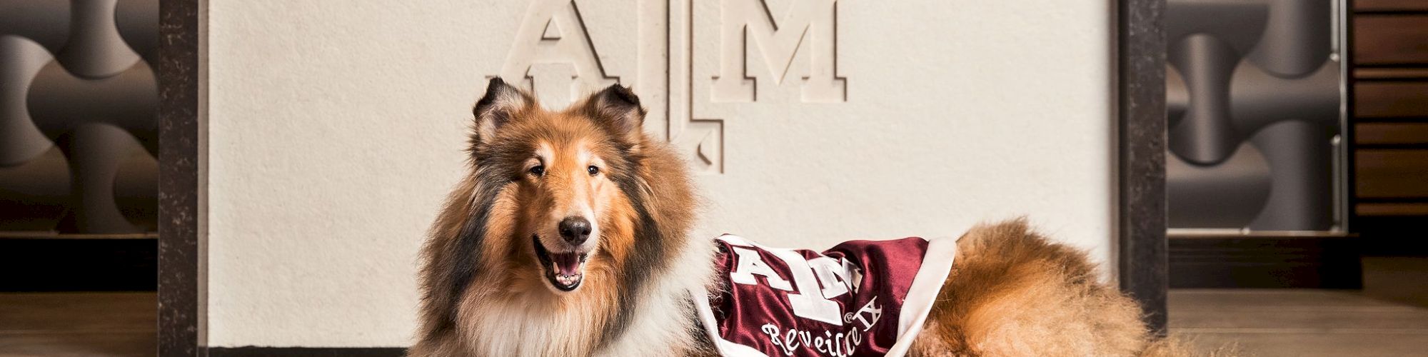 A collie dog sporting a maroon and white blanket, lying on a maroon carpet in front of an "ATM" emblem on a white wall.
