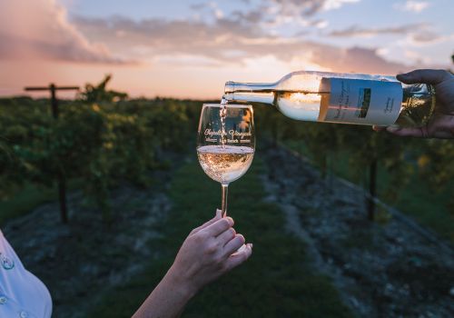 Someone pours white wine into a glass held by a person in a vineyard at sunset, wine flowing warmly as the sun dips.
