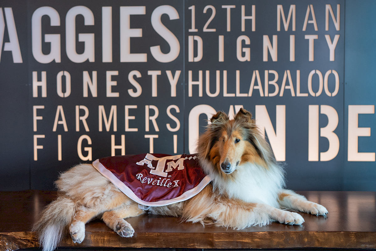 Fluffy dog in a maroon cape sprawls in front of big alphabet-style text reading “12TH MAN” and “AGGIES DIGNITY”.