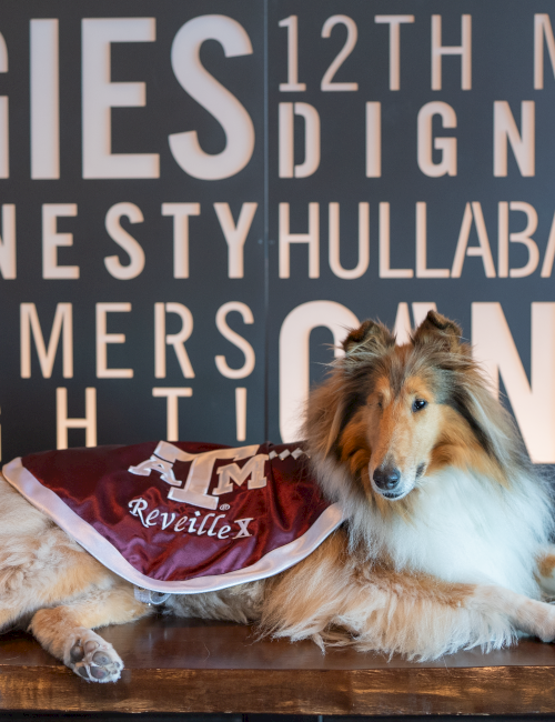 A dog lying on a table wearing a maroon vest in front of a blue poster.